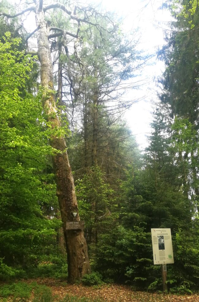 Krumme Tanne Gras-Ellenbach